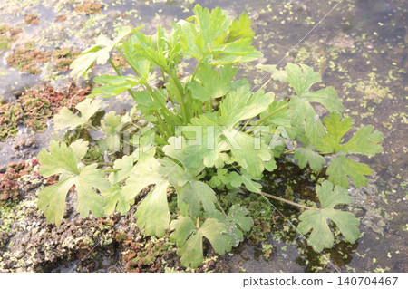 Ranunculus sceleratus known by the common names celery leaved buttercup Ranunculus sceleratus known by the common names celery leaved buttercup 140704467