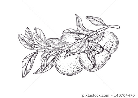 Tangerine branch with fruits line art black ink sketch. Hand drawn citrus plant botanical vector isolated illustration in engraving style. Mandarin with leaf for organic food design, menu decor 140704470
