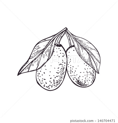 Hand drawn two kumquats with leaves line art drawing. Citrus fruit line art black ink sketch. Ripe pods vector isolated illustration for recipe card, menu design, kitchen decor, healthy food 140704471