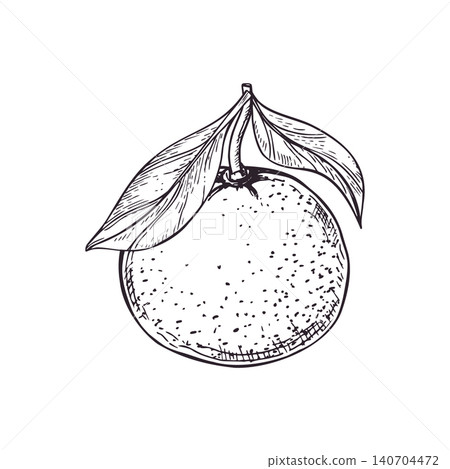 Citrus fruit with leaf hand drawn illustration. Tangerine, pomelo or grapefruit black and white drawing. Sweet pod graphic sketch for restaurant menu, organic grocery store and farm market. 140704472