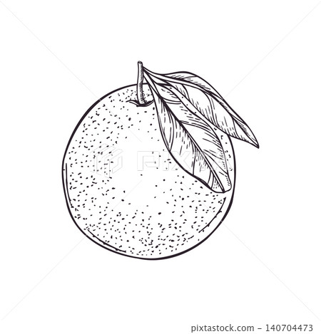 Orange fruit with leaf vector illustration in hand drawn sketch style. Citrus etching monochrome graphic element for culinary design, menu, healthy food, agricultural packaging. 140704473