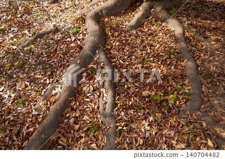 falling leafe, autumnal, fall 140704482