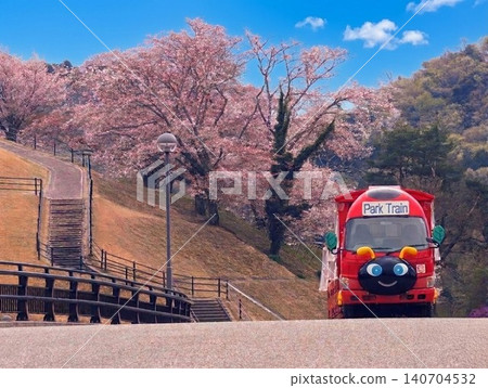 在倉池公園，藍天白雲下，櫻花盛開，一列紅色的公園小火車穿梭其間。 140704532