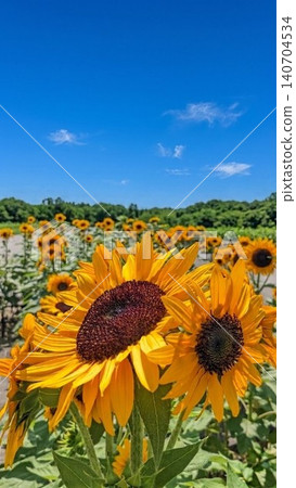 A summer sky with a blue sky and a field of sunflowers in full bloom, with space for text. A summer sky with a blue sky and a field of sunflowers in full bloom, with space for text. 140704534