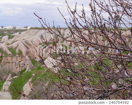 Sparrows on a Tree in Cappadocia Turkey Sparrows on a Tree in Cappadocia Turkey 140704592