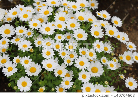 北極菊花,有著白色的舌狀花和黃色的管狀花,在春天的花園裡盛開。 北極菊花,有著白色的舌狀花和黃色的管狀花,在春天的花園裡盛開。 140704608