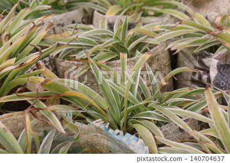 Chlorophytum comosum, Spider plant on farm Chlorophytum comosum, Spider plant on farm 140704637