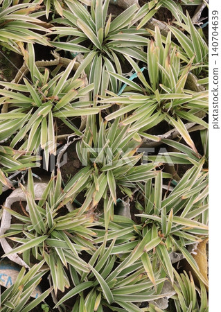 Chlorophytum comosum, Spider plant on farm 140704639