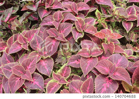 Coleus leaf plant on nursery Coleus leaf plant on nursery 140704688