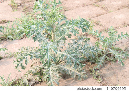 Creeping Thistle flower plant or Prickly Plants on field Creeping Thistle flower plant or Prickly Plants on field 140704695