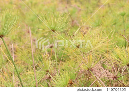 Cyperus alternifolius leaf plant are cash crops Cyperus alternifolius leaf plant are cash crops 140704805