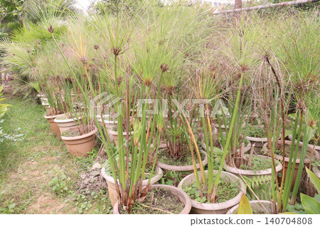 Cyperus alternifolius leaf plant are cash crops Cyperus alternifolius leaf plant are cash crops 140704808