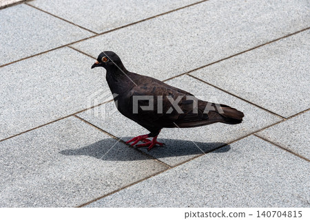 Pigeons are commonly seen in the city. 140704815