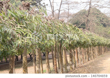debdaru tree also commonly known by its Monoon longifolium on farm debdaru tree also commonly known by its Monoon longifolium on farm 140704859