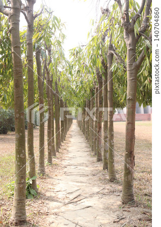 debdaru tree also commonly known by its Monoon longifolium on farm debdaru tree also commonly known by its Monoon longifolium on farm 140704860