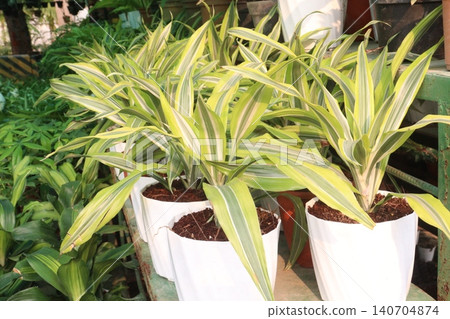 Dracaena fragrans leaf plant on farm 140704874