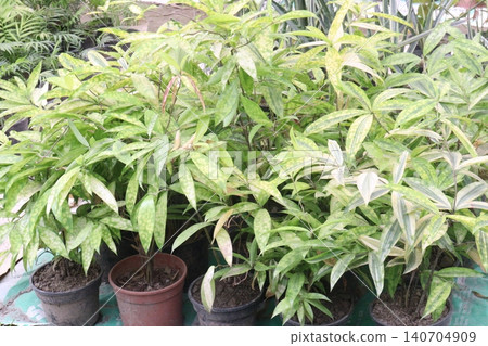 Dracaena Surculosa Maculata, Dracaena Golden Milky leaf plant on farm 140704909