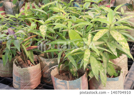 Dracaena Surculosa Maculata, Dracaena Golden Milky leaf plant on farm Dracaena Surculosa Maculata, Dracaena Golden Milky leaf plant on farm 140704910
