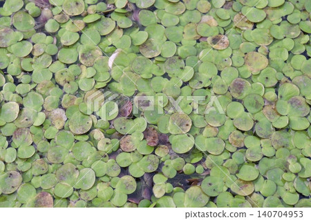 Common Duckweed or lesser duckweed or Lemna minor 140704953