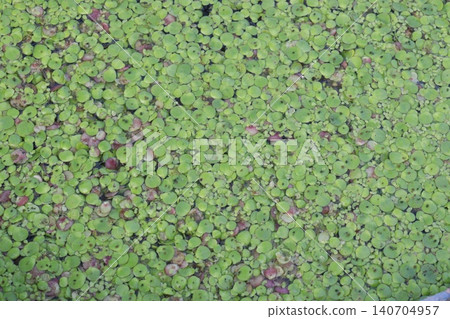 Common Duckweed or lesser duckweed or Lemna minor Common Duckweed or lesser duckweed or Lemna minor 140704957