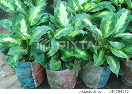 Dumb cane leaf plant on farm Dumb cane leaf plant on farm 140704972