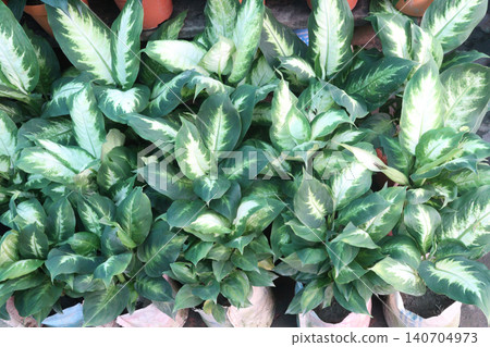 Dumb cane leaf plant on farm Dumb cane leaf plant on farm 140704973