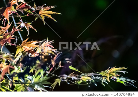 Maple autumn leaves 140704984