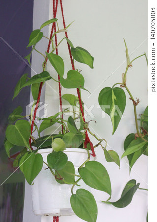 Epipremnum Aureum, Devil's ivy leaf plant on farm 140705003