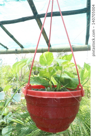 Epipremnum Aureum, Devil's ivy leaf plant on farm 140705004