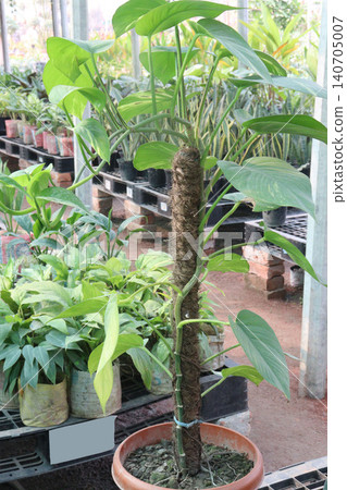 Epipremnum Aureum, Devil's ivy leaf plant on farm 140705007