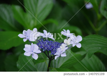 藍色繡球花 藍色繡球花 140705109