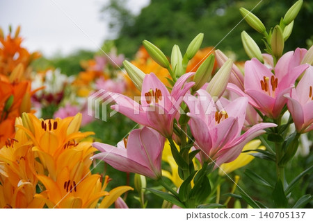 百合花盛開 百合花盛開 140705137