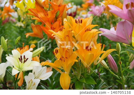 Lily flowers in full bloom 140705138