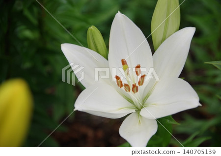 White color flower White color flower 140705139