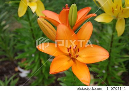 百合 百合 140705141