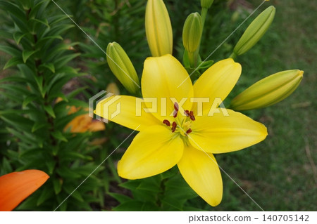 黃色百合花 黃色百合花 140705142