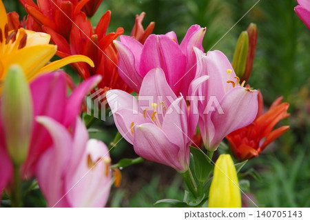 百合花 百合花 140705143