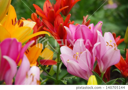 百合花 百合花 140705144
