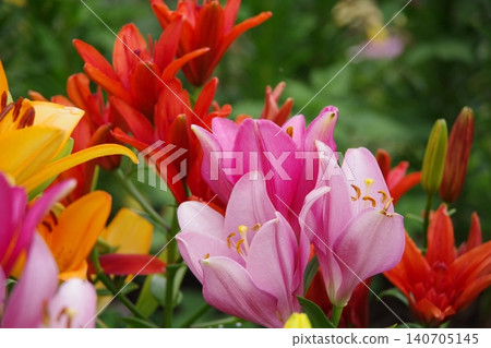 百合花 百合花 140705145