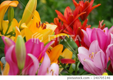 百合花 百合花 140705146