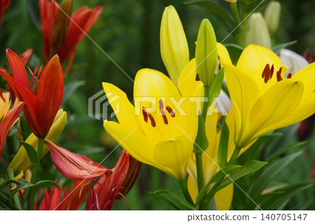 百合花 百合花 140705147