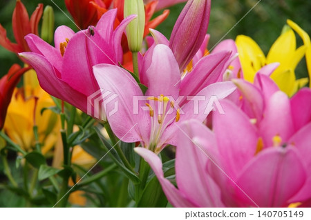 百合花 百合花 140705149
