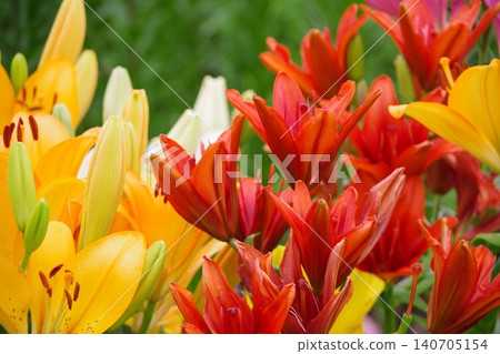 Lily of flowers Lily of flowers 140705154
