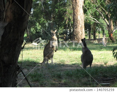 Kangaroo Kangaroo 140705259