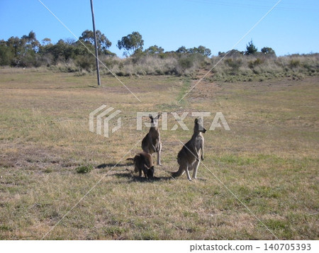 Kangaroo 140705393