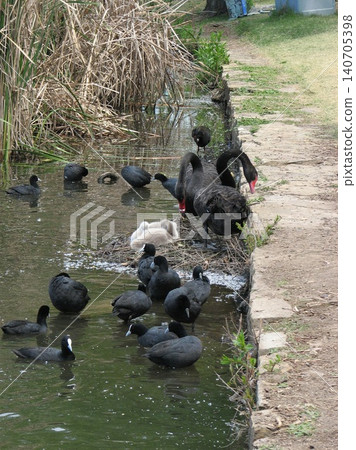 一隻黑鳥 一隻黑鳥 140705398
