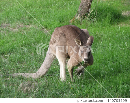 Kangaroo 140705399