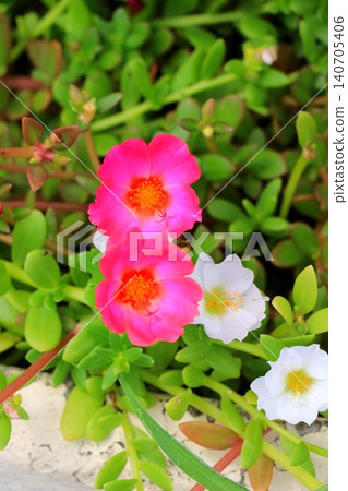 Portulaca blooming in the flowerbed Portulaca blooming in the flowerbed 140705406