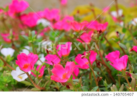 Portulaca in full bloom, bathed in sunlight. Portulaca in full bloom, bathed in sunlight. 140705407