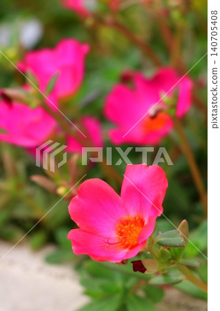 Colorful portulaca flowers Colorful portulaca flowers 140705408